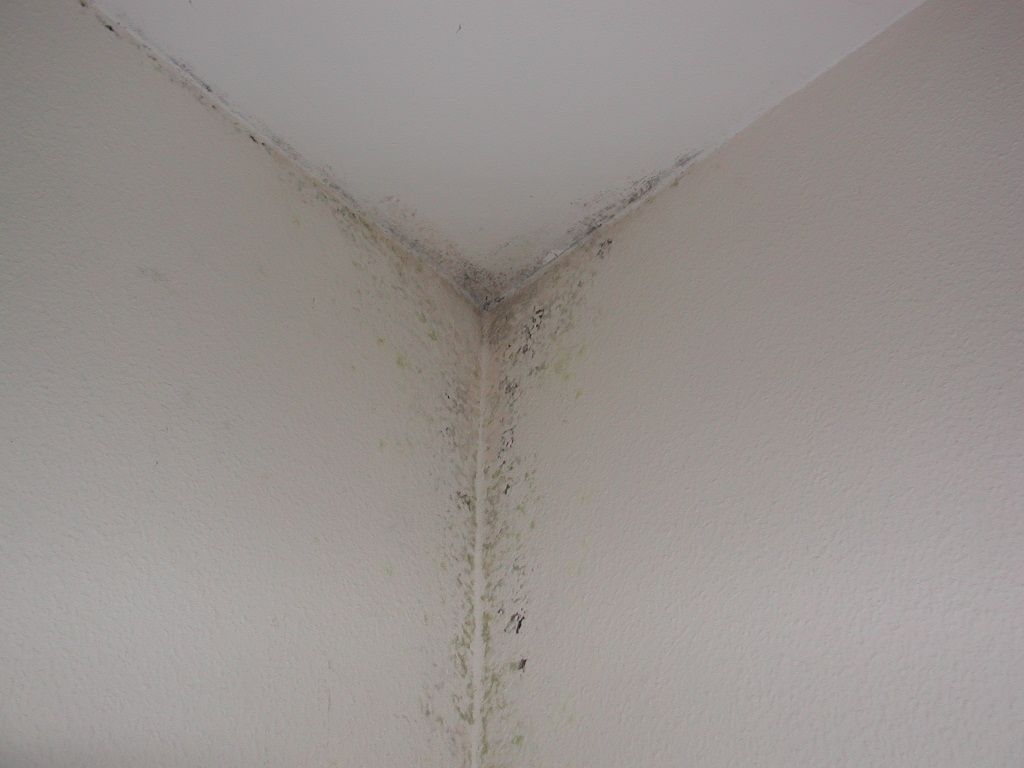 Schimmelpilz befall