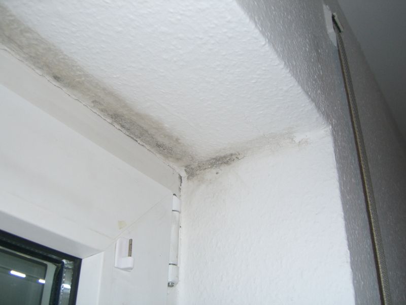 Schimmelpilz befall