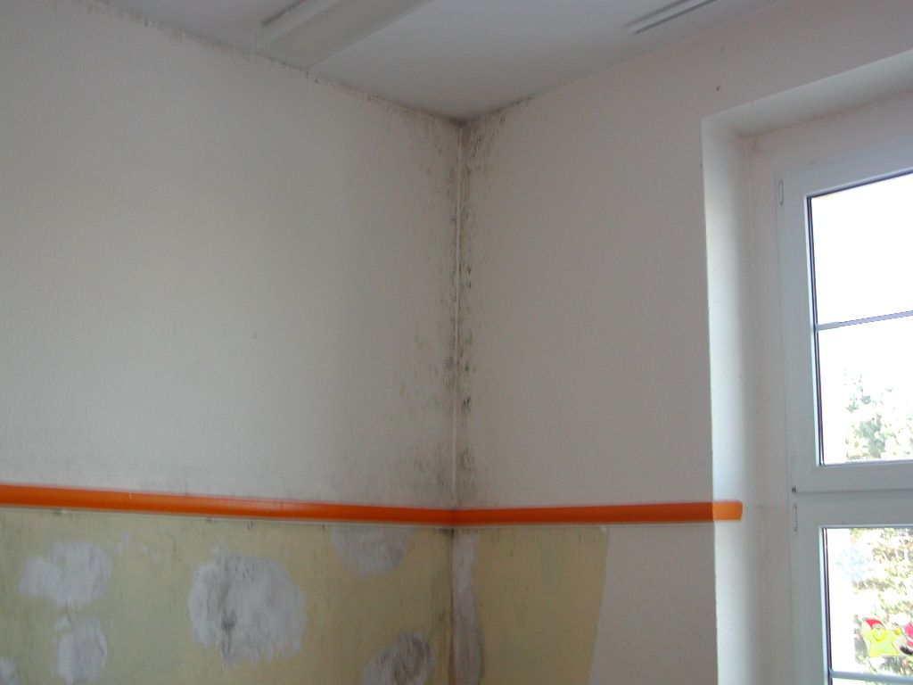 Schimmelpilz befall
